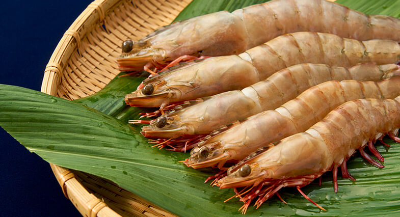 Kishu wild ashiaka shrimp